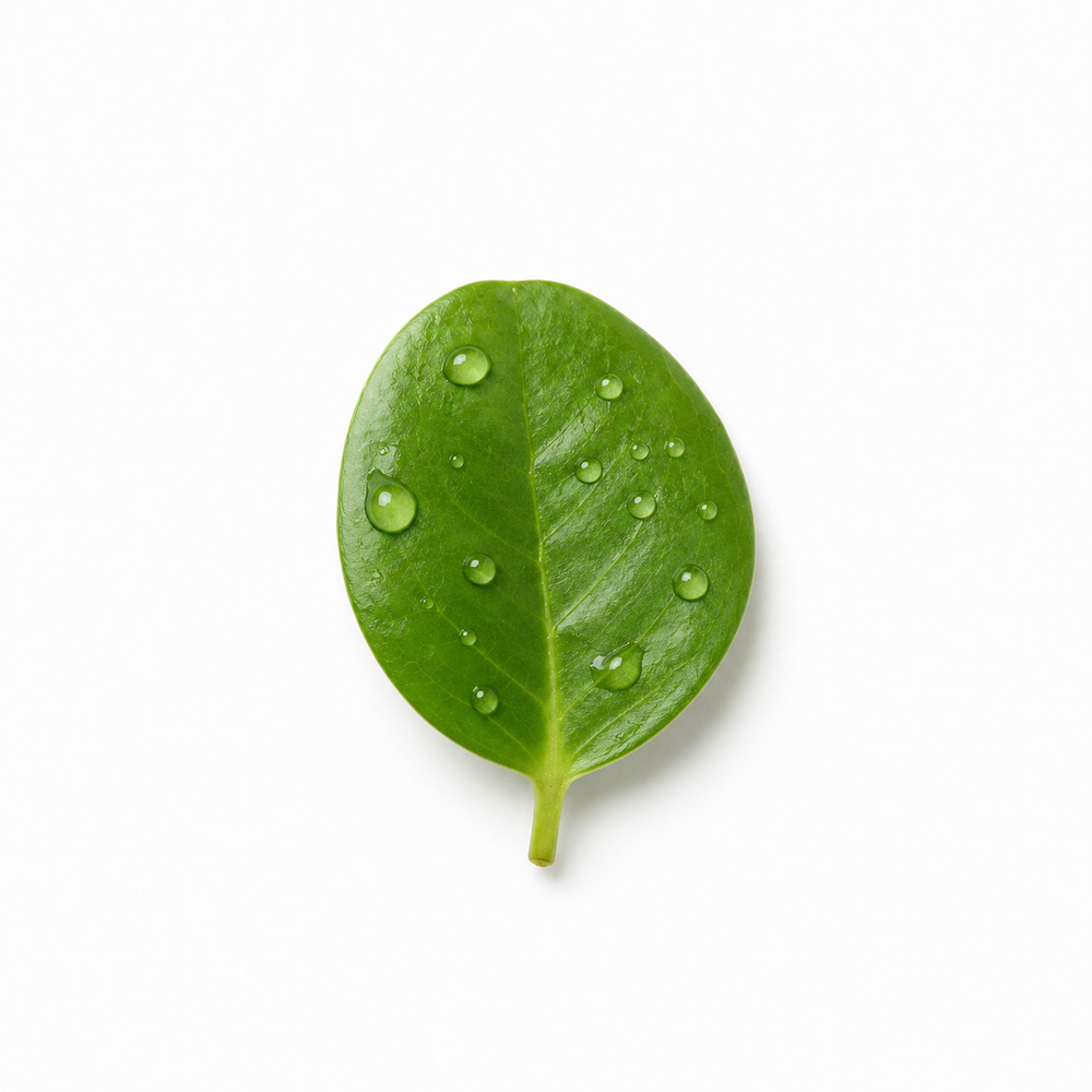 antioxidants leaf